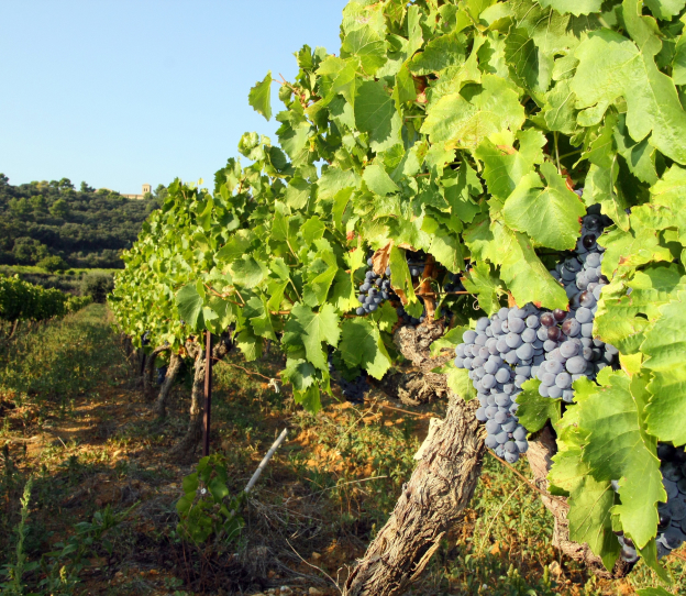 vins locaux à Colomiers près de Toulouse en Haute-Garonne 31